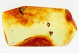 Fossil Ant-Like Stone Beetle and Scuttle Fly in Baltic Amber #307581-1